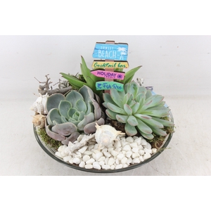 arr2 MB - Glas echeveria schaal x2