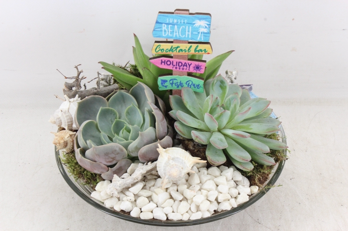 <h4>arr2 MB - Glas echeveria schaal x2</h4>