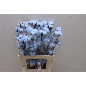 Katoen Licht Blauw