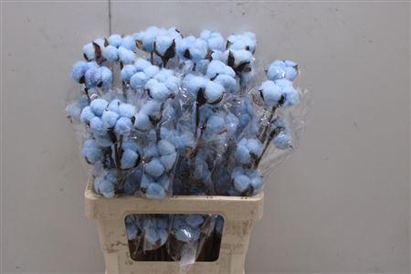 <h4>Katoen Licht Blauw</h4>
