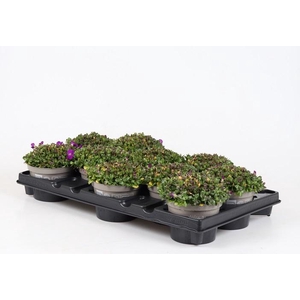 AUBRIETA-HYBRID P12 KITTE BLAUW