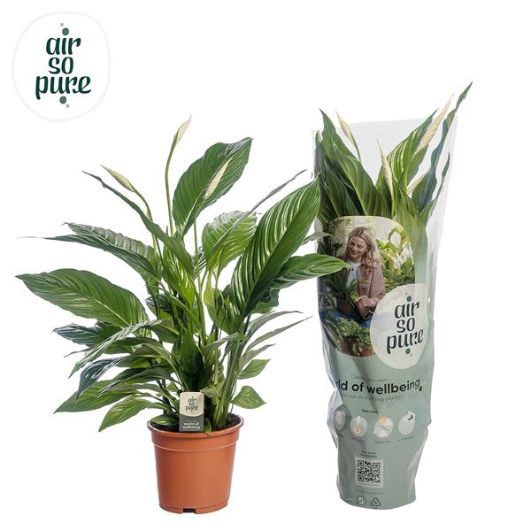 <h4>Spathiphyllum 'Vivaldi' AIR SO PURE</h4>