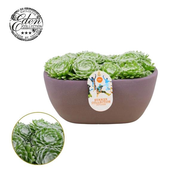<h4>Sempervivum Arachnoideum 25cm Summer Collection</h4>