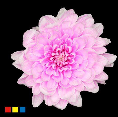 <h4>Chr T Altaj Pastel Cerise</h4>