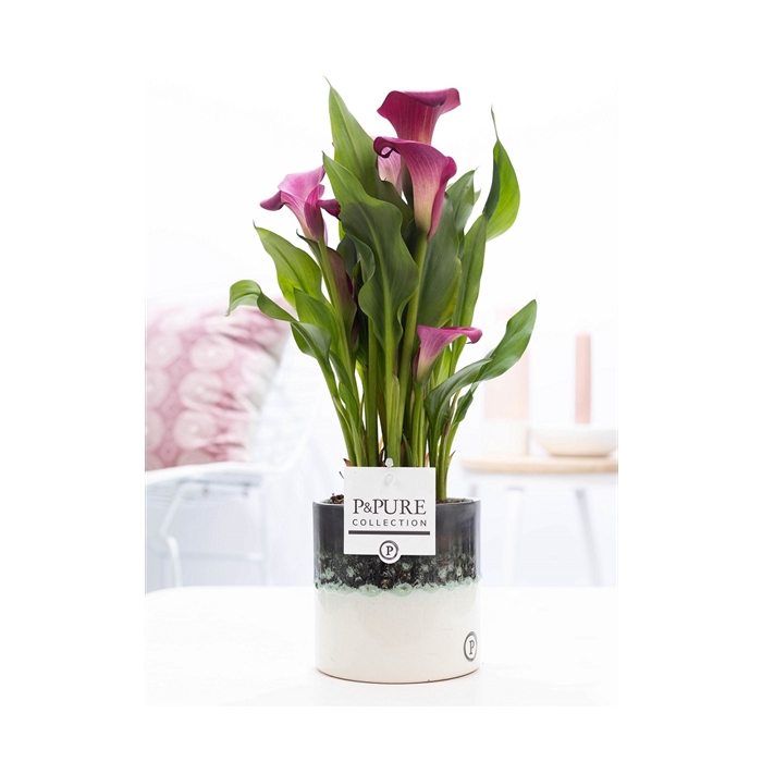 <h4>Zantedeschia pink in P&PURE Illusion cer. perfectly imperfectabl</h4>