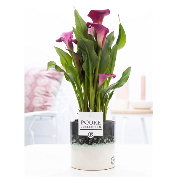 Zantedeschia pink in P&PURE Illusion cer. perfectly imperfectabl