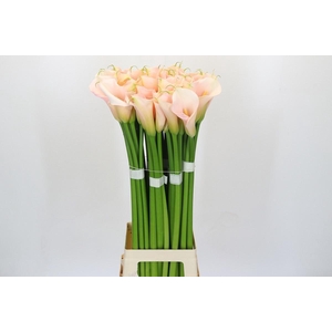 ZANTEDESCHIA EYDOLLS SALMON*