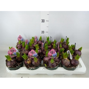 Hyacinthus orie.   ...