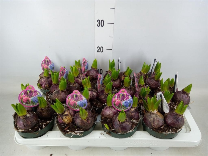 <h4>Hyacinthus orie.   ...</h4>