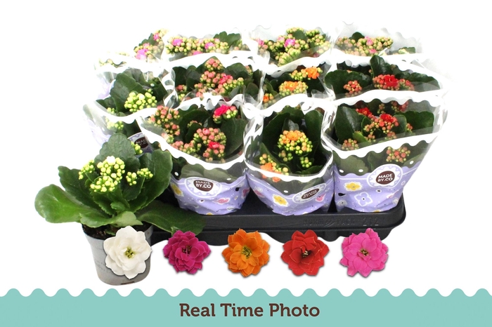 <h4>KAL GE GEM 5 KL</h4>