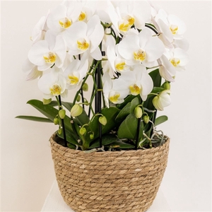 Phalaenopsis Elegant Cascade