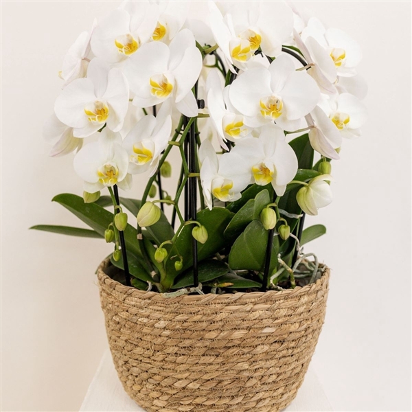 <h4>Phalaenopsis Elegant Cascade</h4>