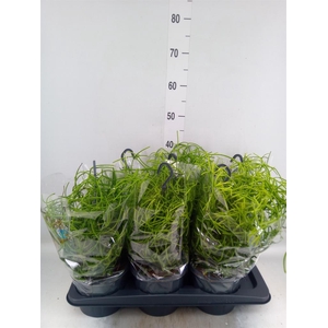 RHIPSALIS HETEROCLADA HANGPOT