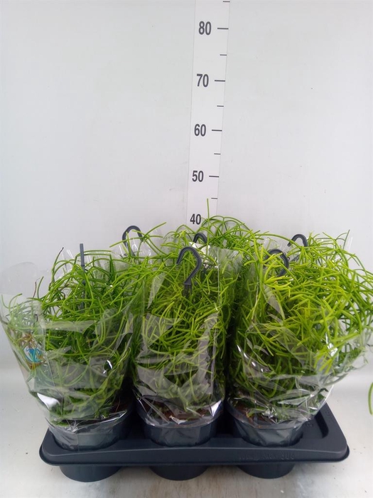 <h4>RHIPSALIS HETEROCLADA HANGPOT</h4>