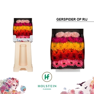 Ge Mi Gersp Gem Rij