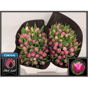 TU DU DOUBLE PRINCES