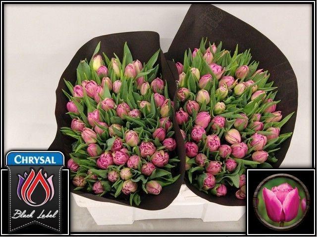 <h4>TU DU DOUBLE PRINCES</h4>