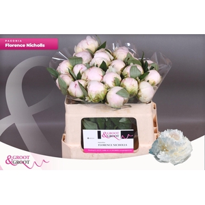 Paeonia Florence Nicholls | Heavy Quality