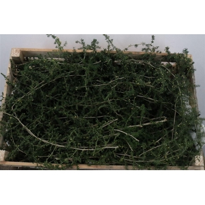 Asparagus Naturel P Wdn Box