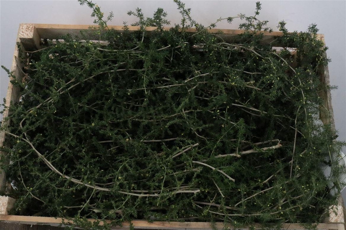 <h4>Asparagus Naturel P Wdn Box</h4>