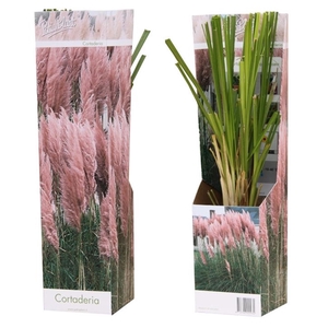 Cortaderia 'Pampas' rosea