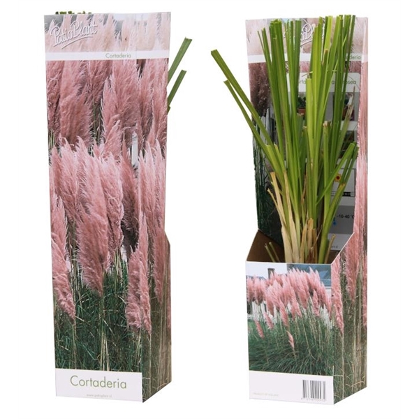 <h4>Cortaderia 'Pampas' rosea</h4>