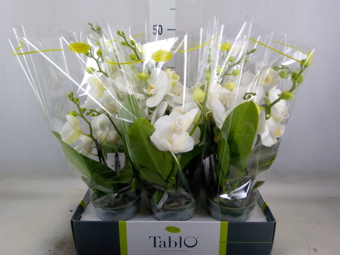 <h4>Phalaenopsis   ...white</h4>