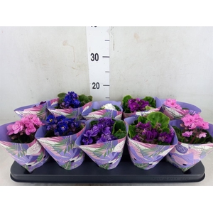 Saintpaulia  'Inova Rococo'   ..mix