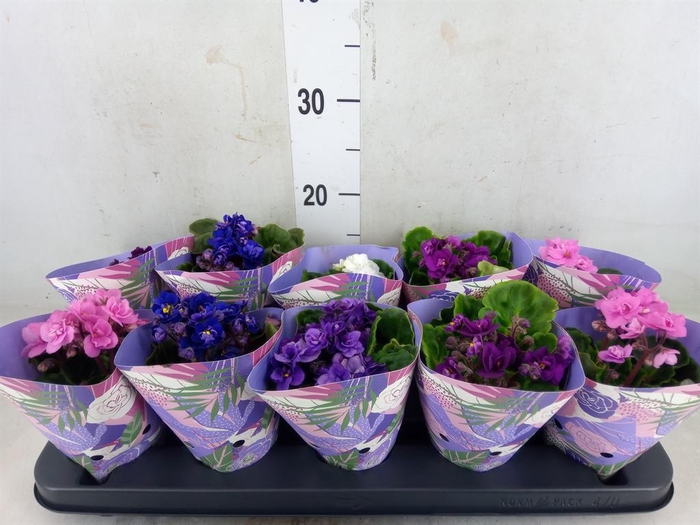 <h4>Saintpaulia  'Inova Rococo'   ..mix</h4>