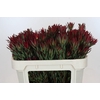 Leucadendron Blush Spray