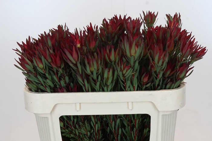 <h4>Leucadendron Blush Spray</h4>