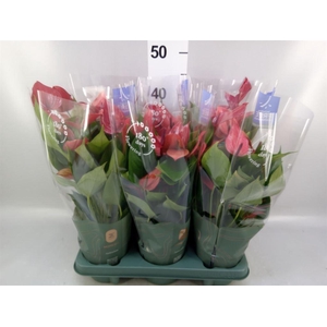 Anthurium  'Banderola Lava'