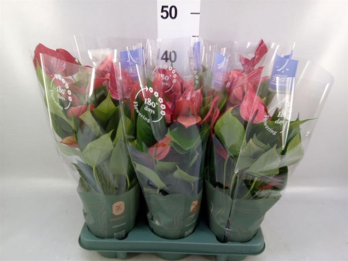 <h4>Anthurium  'Banderola Lava'</h4>