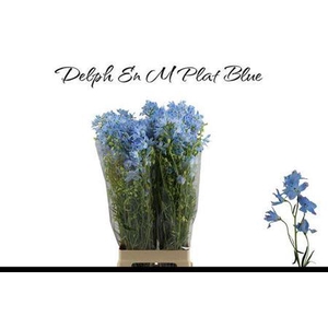 Delph En Morpho Platinum Blue