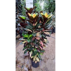 Codiaeum var. KL 'Aurora'