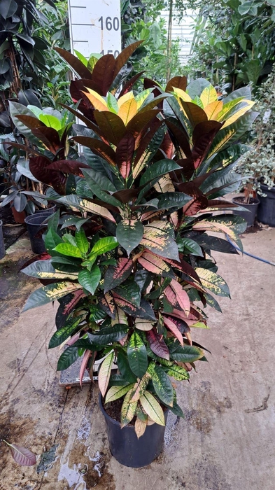 <h4>Codiaeum var. KL 'Aurora'</h4>