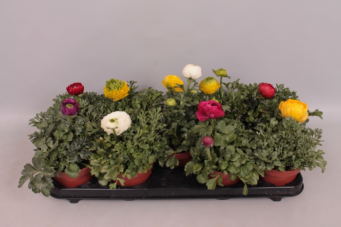 Ranunculus Gemengd  (Ranonkel)
