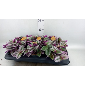 Tradescantia cerinth. 'Nanouk'