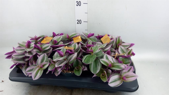 <h4>Tradescantia cerinth. 'Nanouk'</h4>