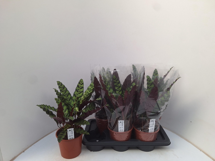 <h4>CALAT LANCIFOLIA</h4>