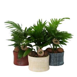 Livistona rotundifoliain Ruby pot
