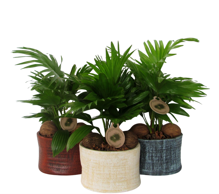 <h4>Livistona rotundifoliain Ruby pot</h4>