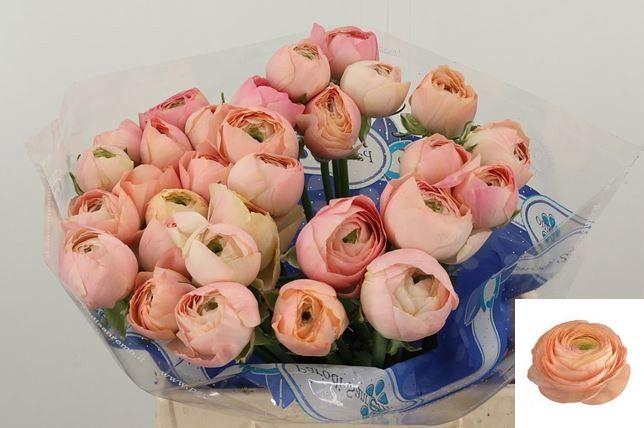 <h4>RAN SU GRAND PASTEL</h4>