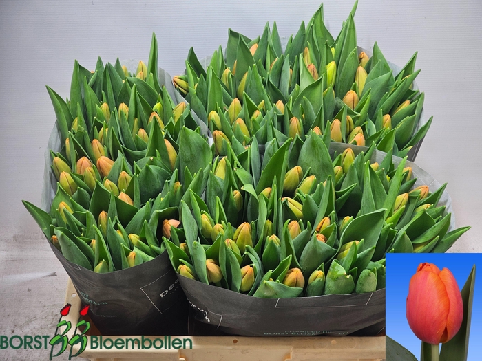 <h4>TU EN TIME OUT</h4>