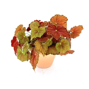 BEGONIA REX-HYBRID P13,5 AMBER LOVE STENEN POT