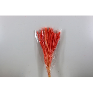 Dried Setaria Bleached Light Red Bunch