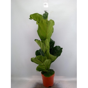 Ficus lyrata