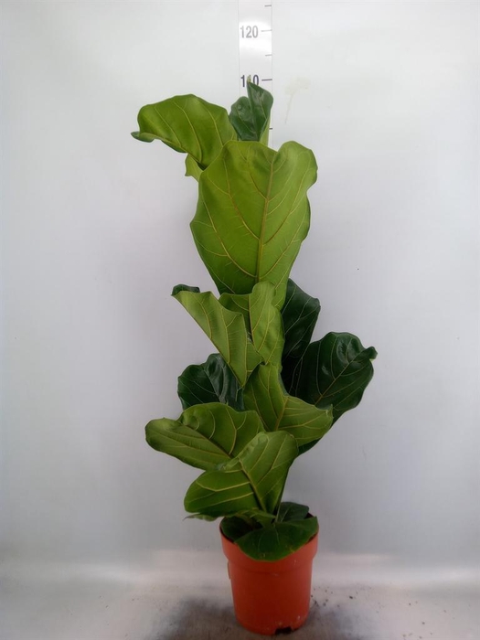 <h4>Ficus lyrata</h4>