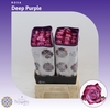 Rosa gr Deep Purple