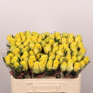 R GR GOOD TIMES chambre